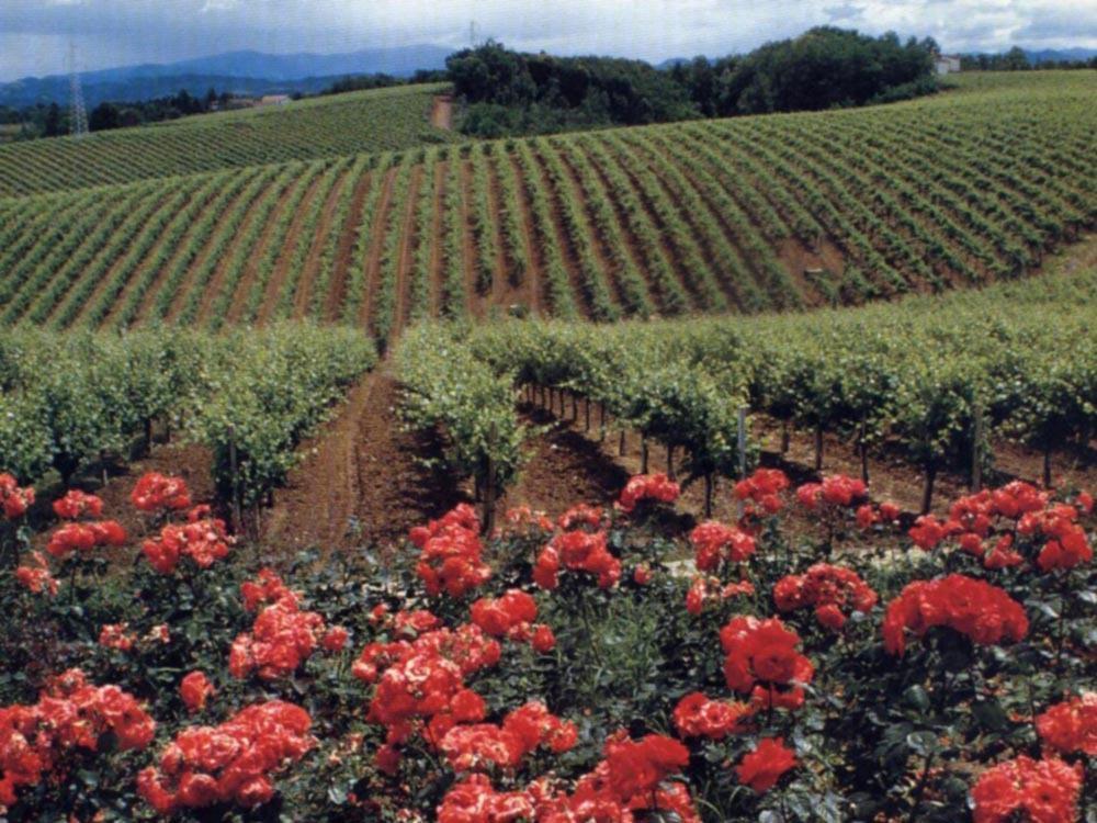 Agriturismo Tenuta La Marchesa نوفي ليغوري المظهر الخارجي الصورة
